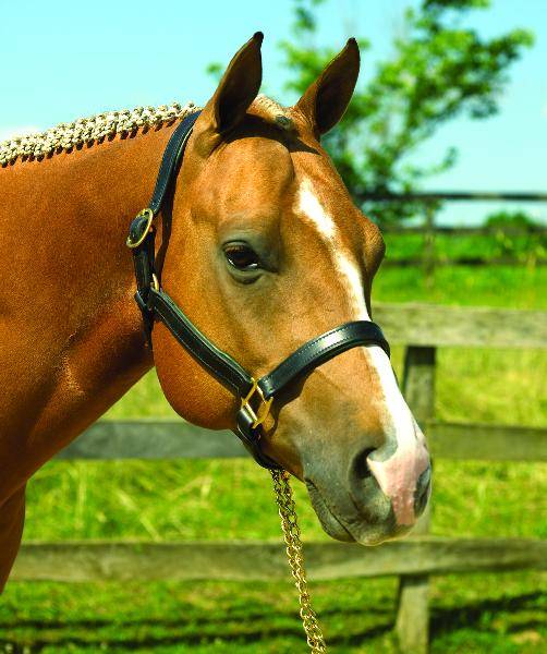 Perris Soft Padded Leather Halter