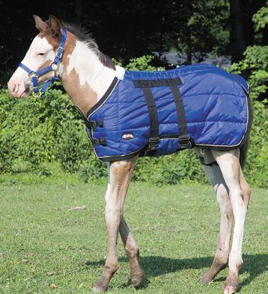 Weaver Foal Midweight Stable Blanket