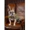 Shires Digby & Fox Tweed Dog Coat