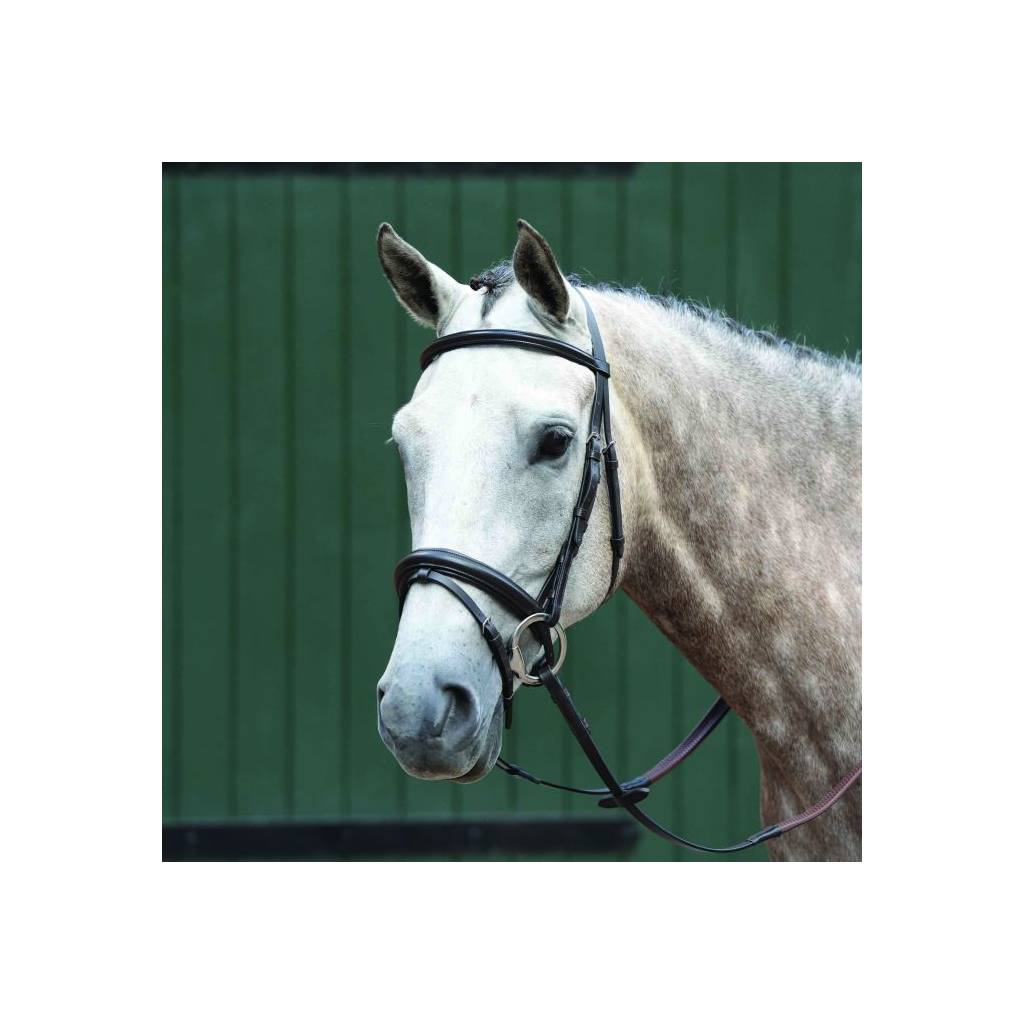 Collegiate Essential Padded Raised Flash Bridle