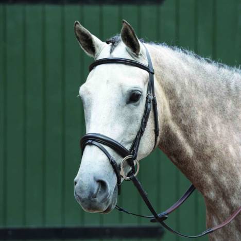 Collegiate Essential Padded Raised Flash Bridle