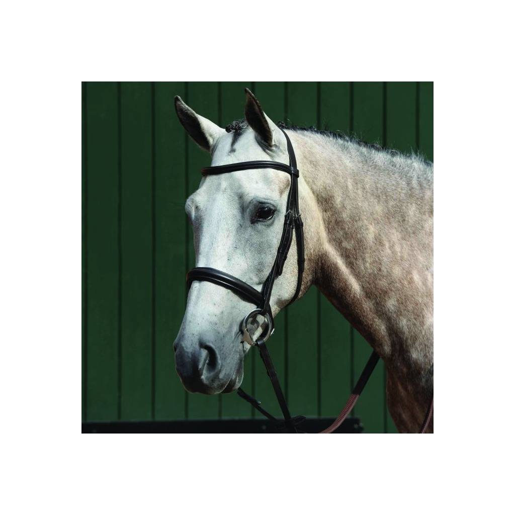 Collegiate Essential Padded Raised Cavesson Bridle