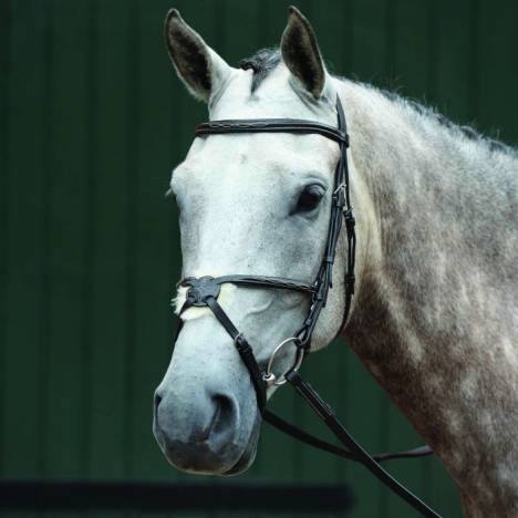 Collegiate Essential Padded Raised Fancy Stitched Figure 8 Bridle