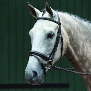 Collegiate Essential Padded Raised Fancy Stitched Flash Bridle