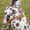 Shires Digby & Fox Rolled Leather Harness