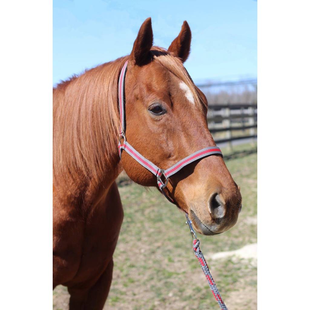 TuffRider Nylon Breakaway Halter & Lead Rope Set