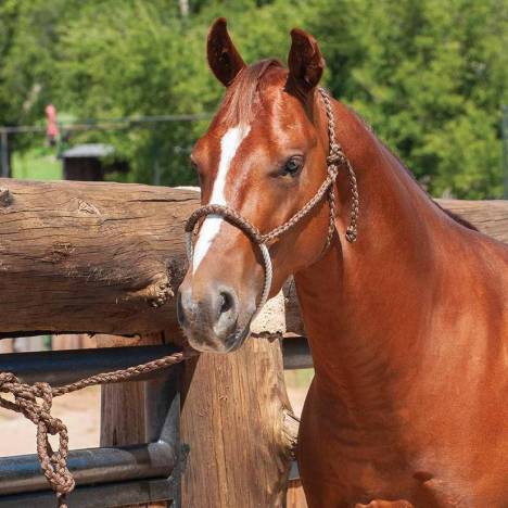 Martin Premium Rope Halter with Lead