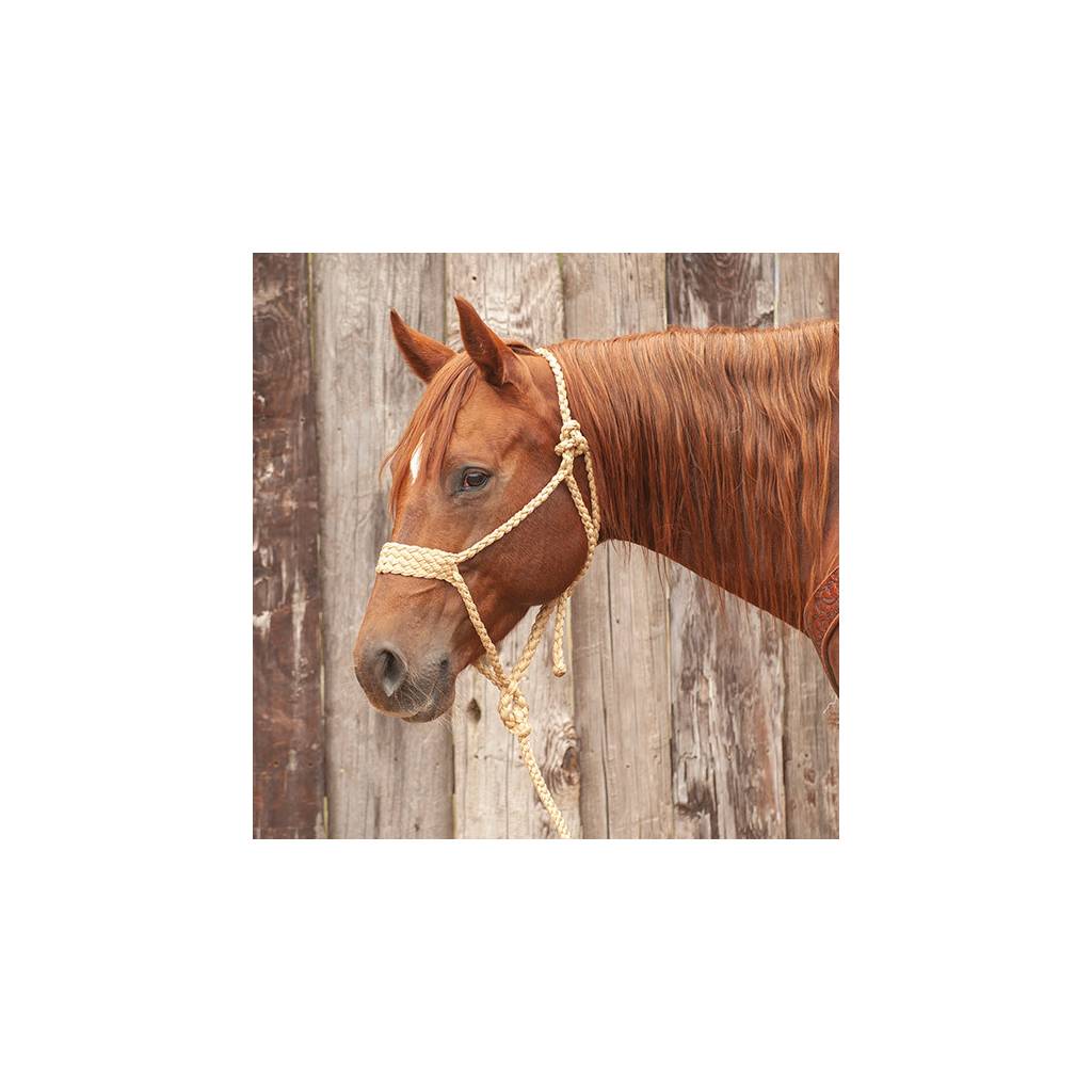 Martin Premium Rope Halter with Lead