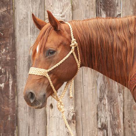 Martin Premium Rope Halter with Lead