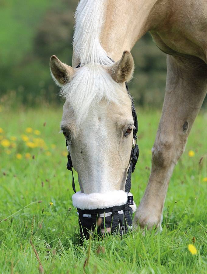 horse grazing muzzle