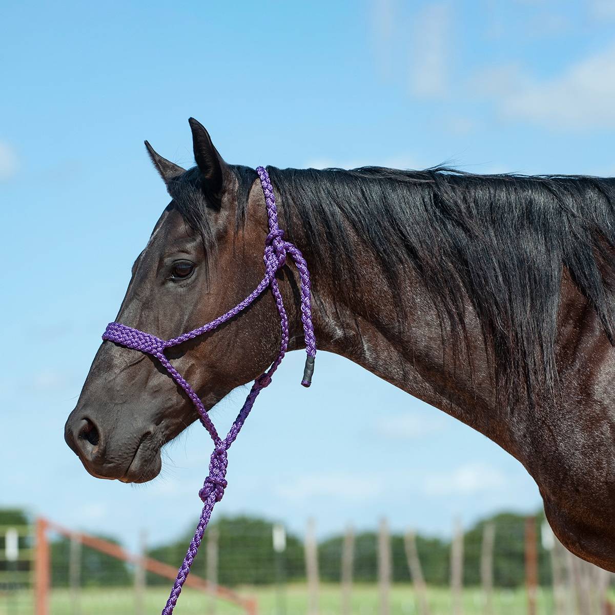 HTR-BMTH-PUR Cashel Flat Braid Halter with 9 Ft Lead sku HTR-BMTH-PUR