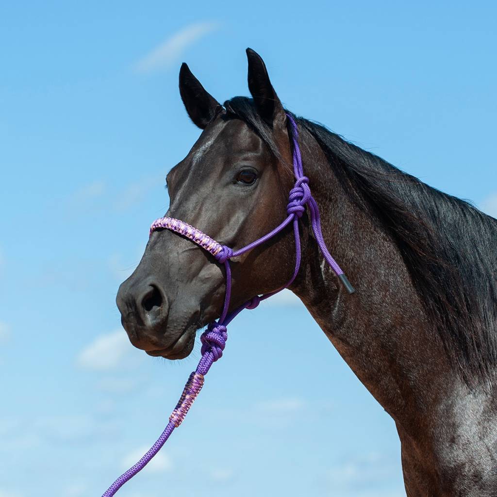 Cashel Braided Rope Halter with 7-1/2 Ft Lead