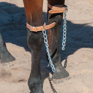 Martin Saddlery Above the Knee Pawing Chains