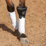 Classic Equine Knee Boots