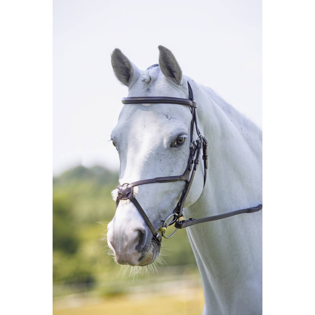 Shires Velociti Figure 8 Bridle