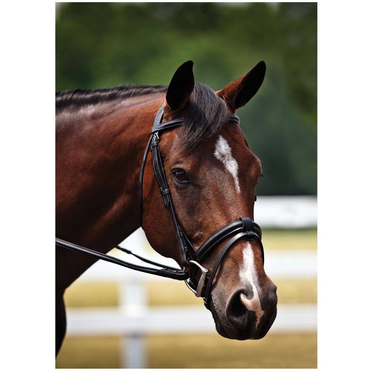 4-282945 Show Bridle with Comfort Crown sku 4-282945