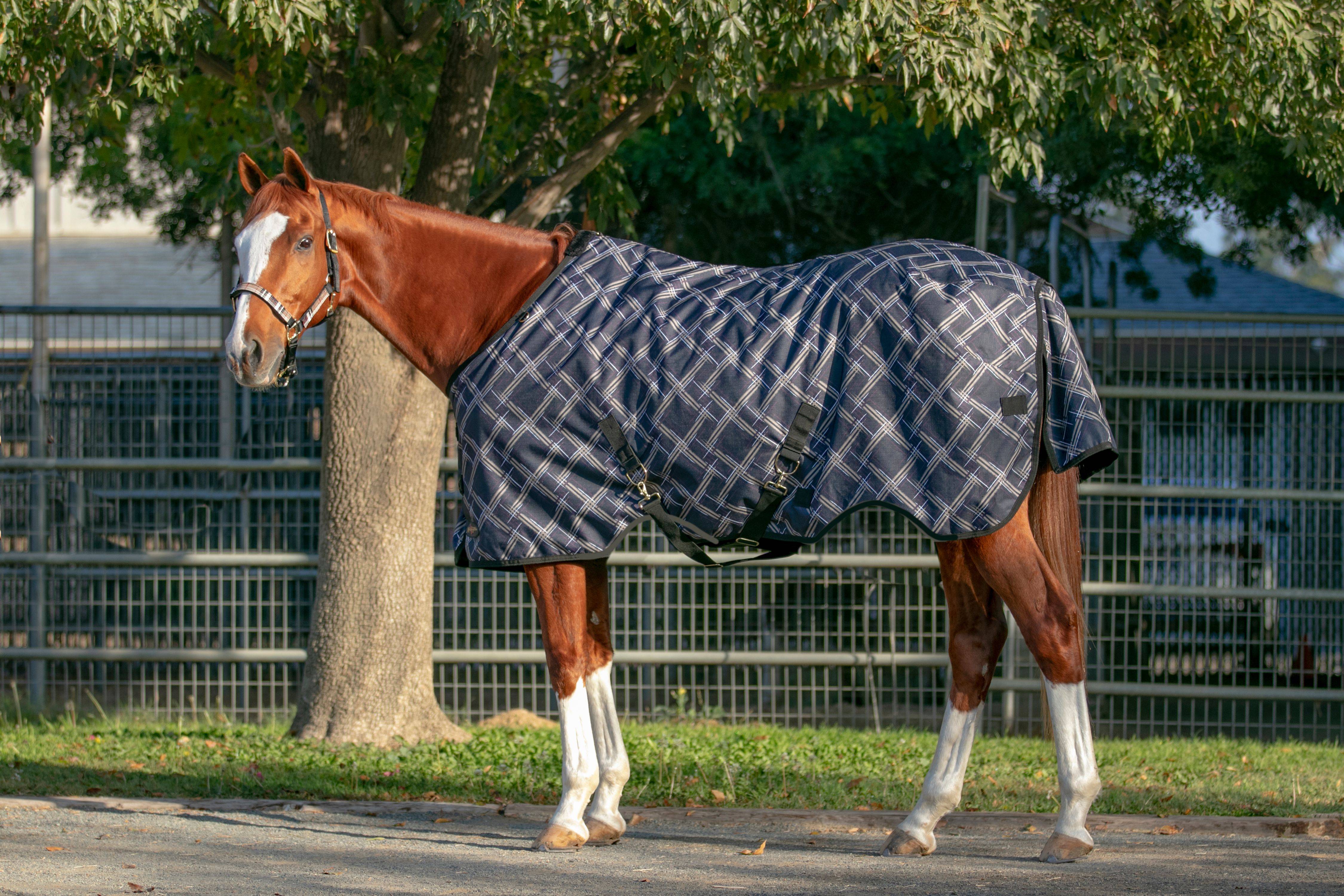 300 G Horse Turnout Blankets for Pony Kensington All-Around 1200 D Waterproof Breathable and Perfect for Frigid Winter 