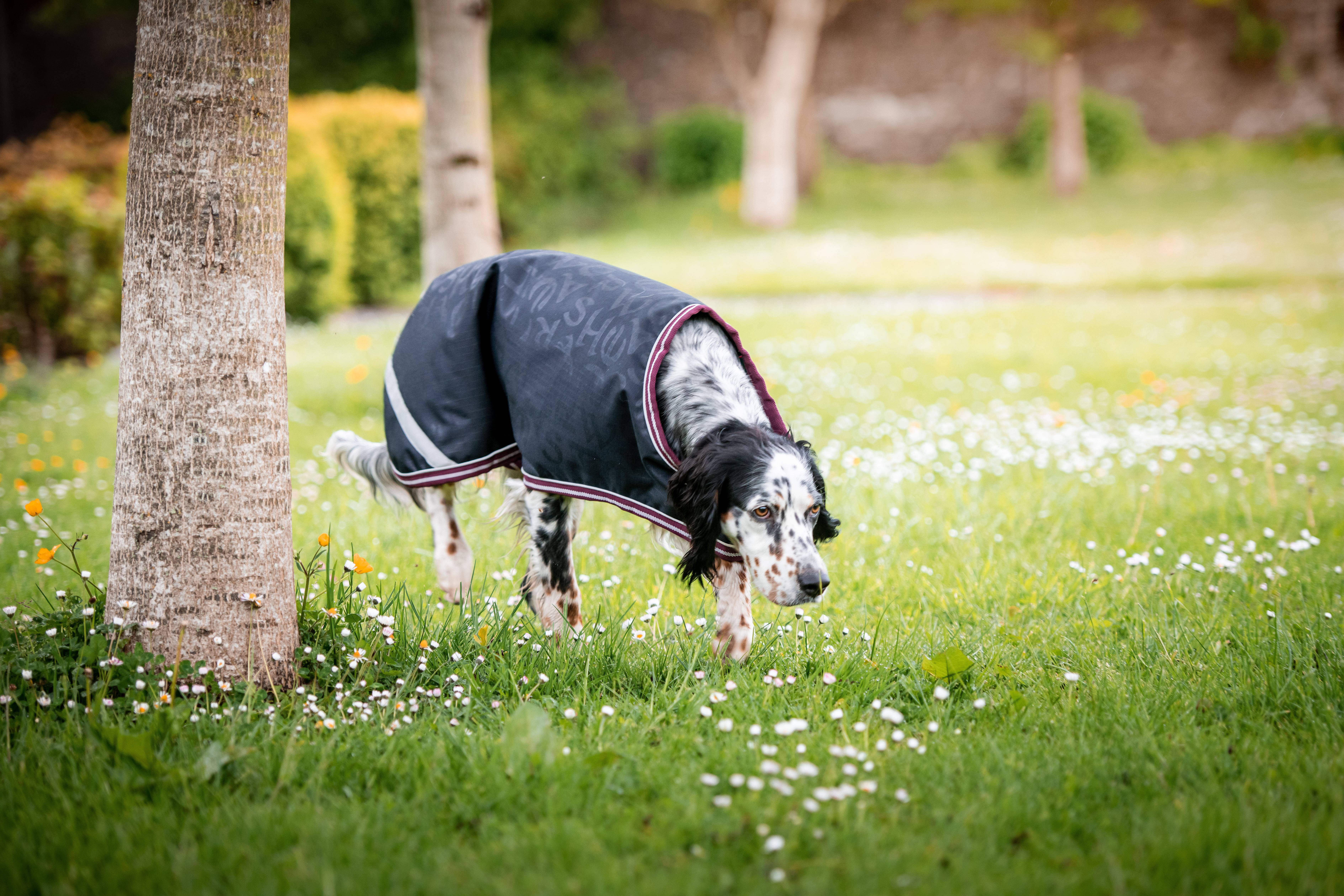 Amigo waterproof best sale dog blanket