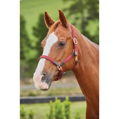 Kincade Braided Leather Breakaway Headcollar