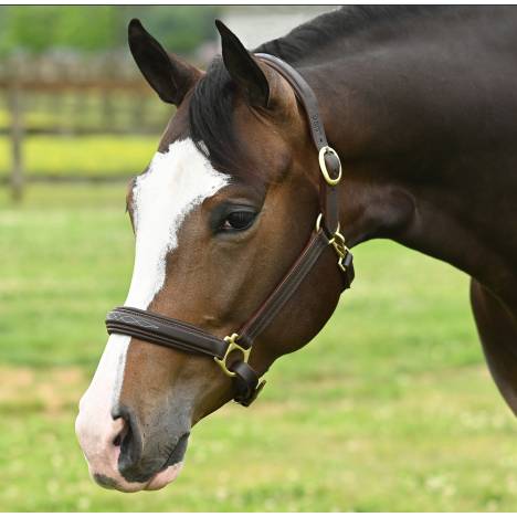 OEQ Fancy Stitched Square Raised Halter