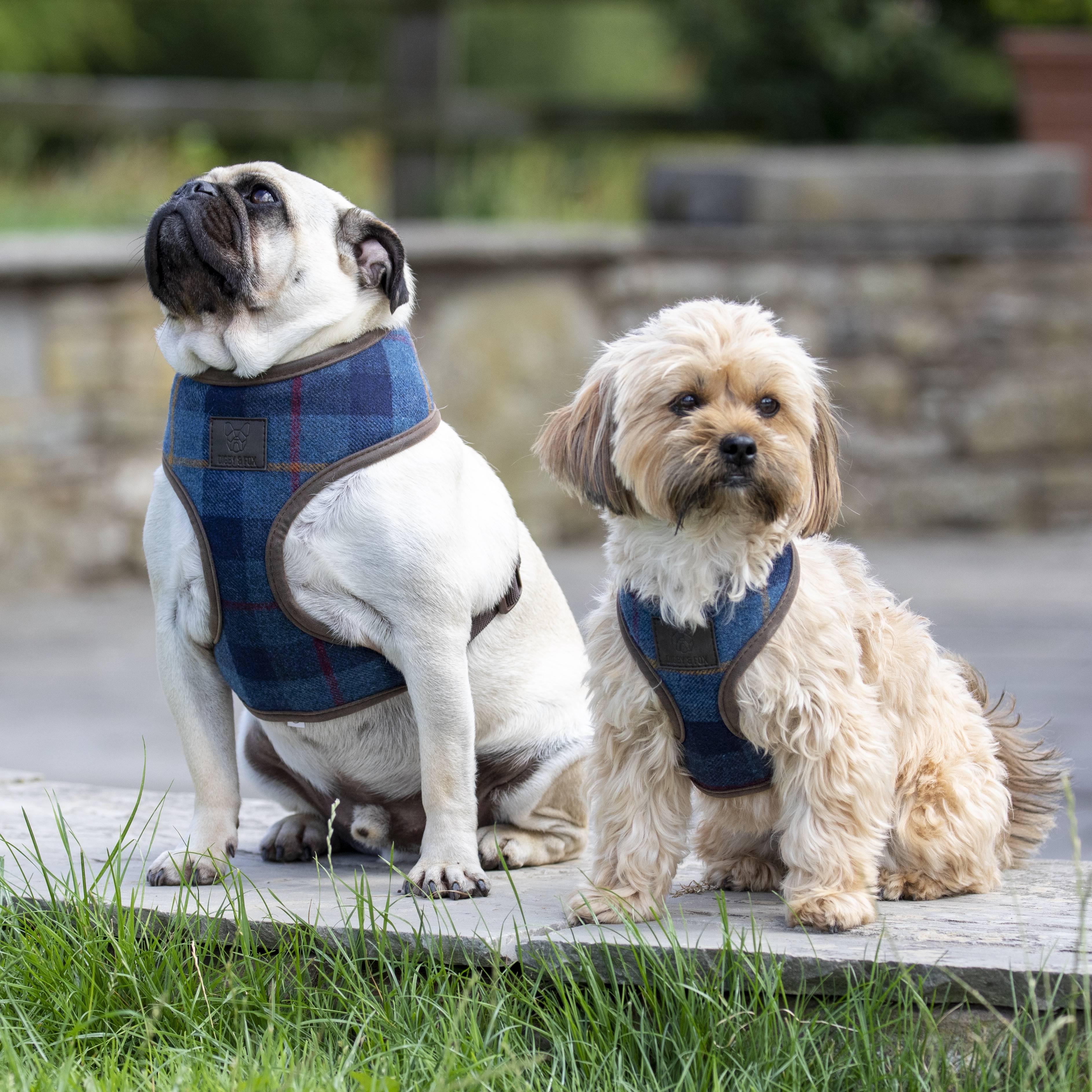 Shires digby and fox dog clearance collar