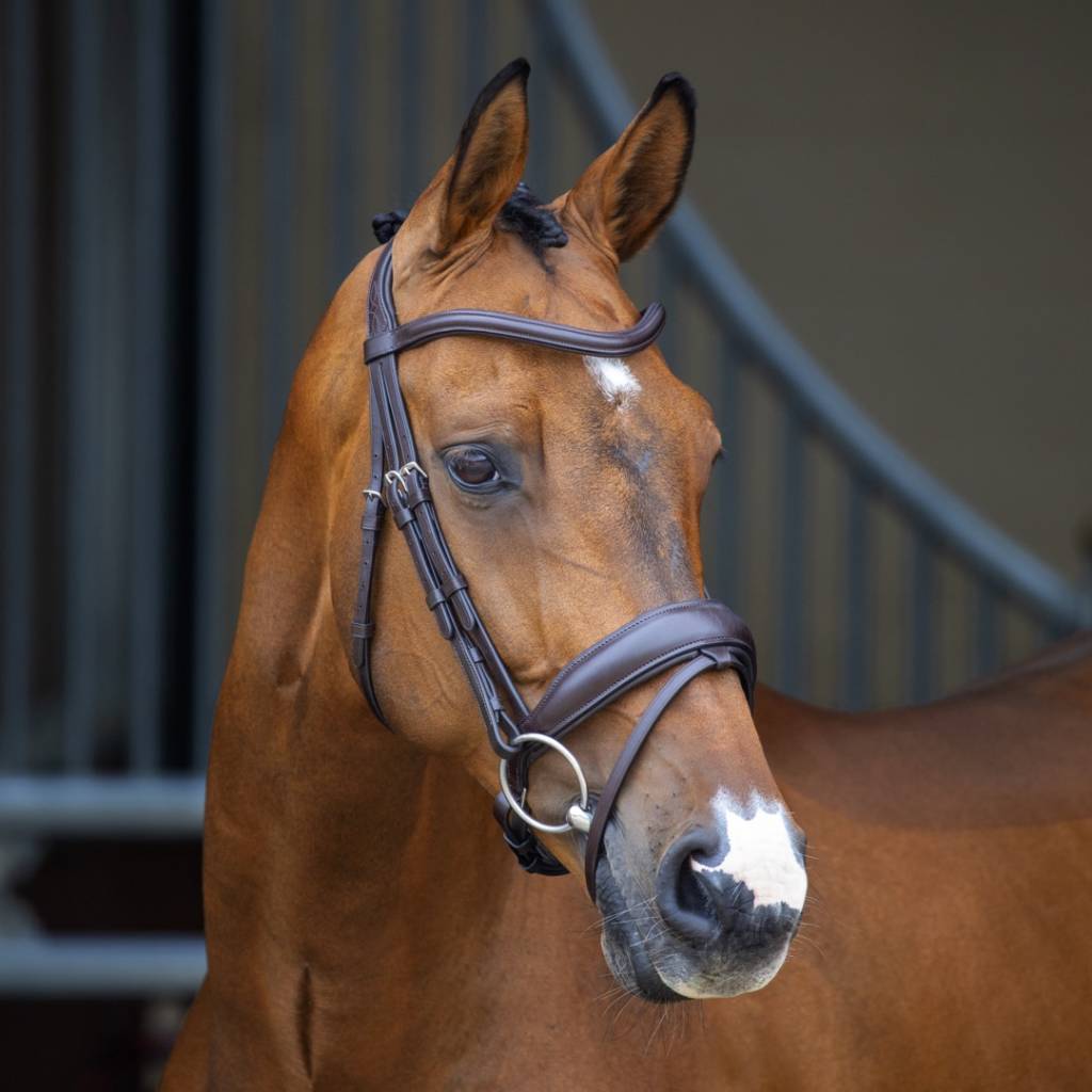 Shires Velociti Lusso Dressage Flash Bridle