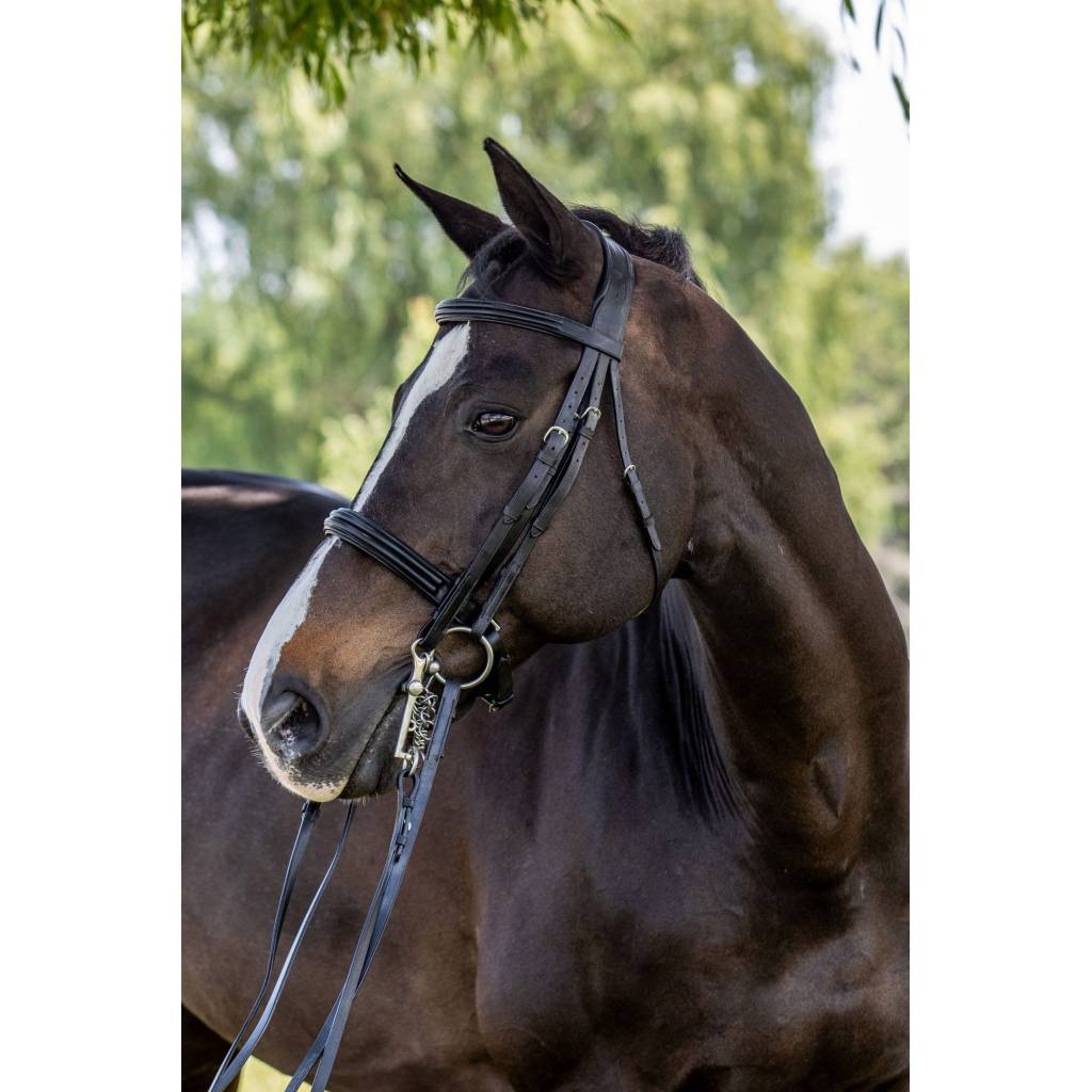 Vespucci Double Raised Weymouth Bridle