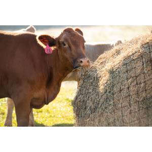 Texas Haynet Livestock Net