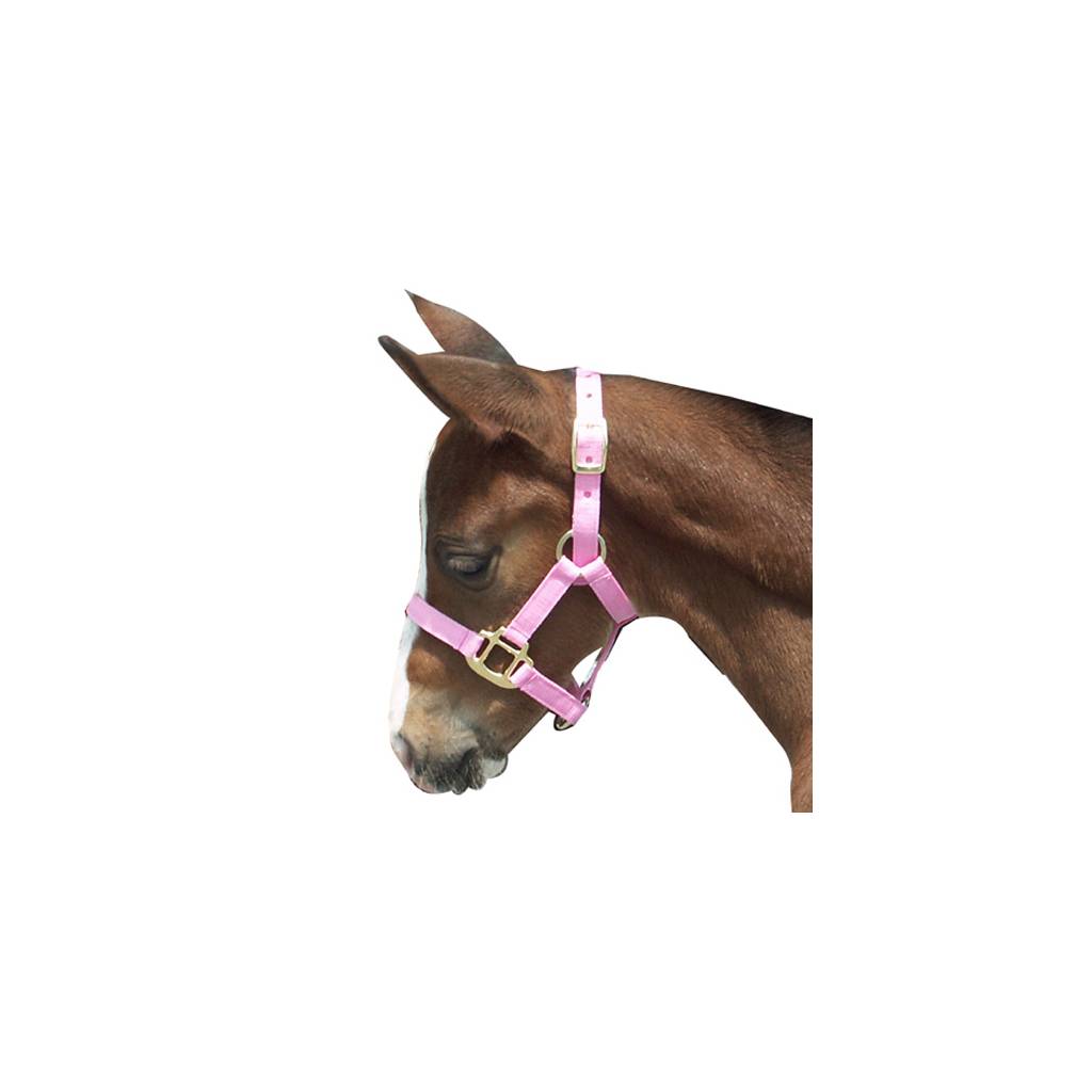 Foal Halter