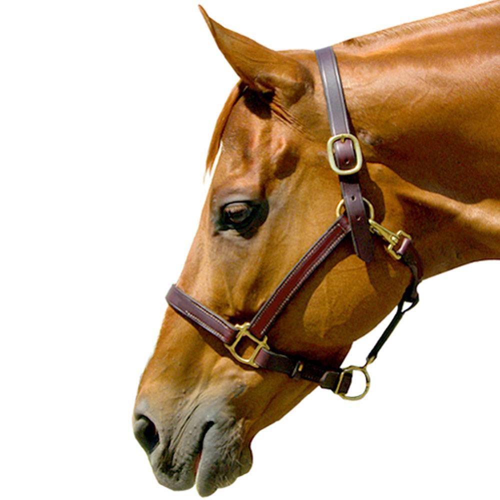 5-189634 Latigo Lined Leather 1 Stable Halter sku 5-189634