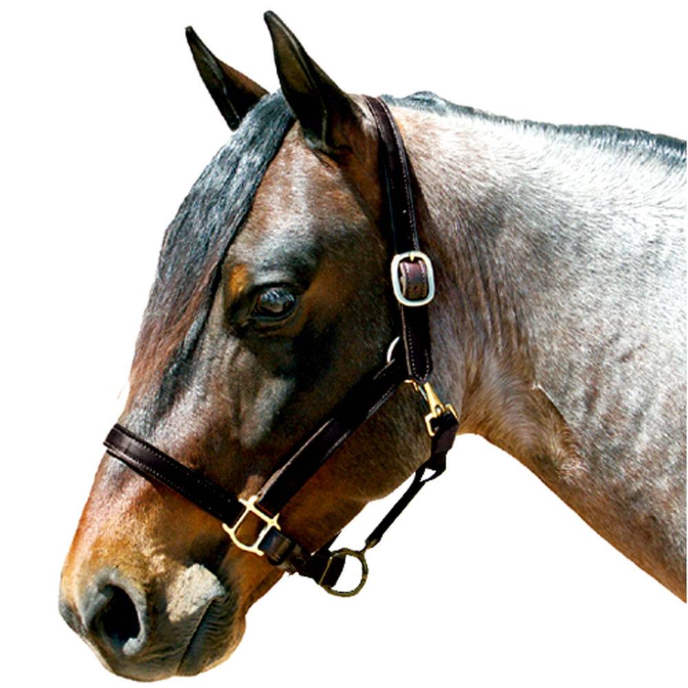 5-189635 Latigo Lined Leather 1 Stable Halter sku 5-189635