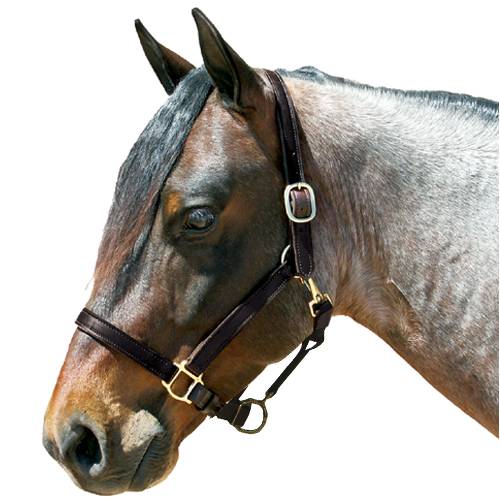 Latigo Lined Leather Halter