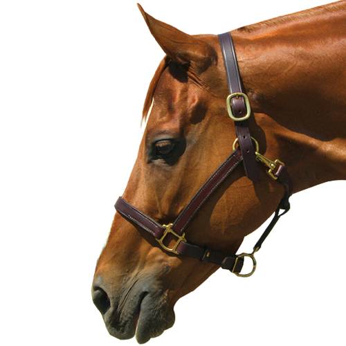 5-189638 Latigo Lined Leather Halter sku 5-189638