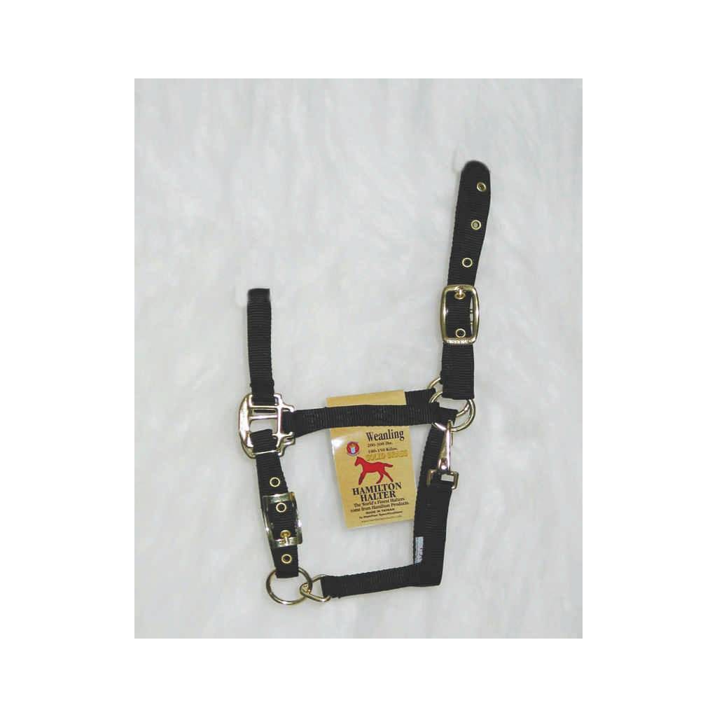 Hamilton Weanling Halter with Adjustable Chin and Snap