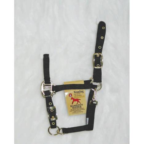 Hamilton Weanling Halter with Adjustable Chin and Snap