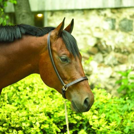 Perris Leather Collection 3/4in Leather Grooming Halter