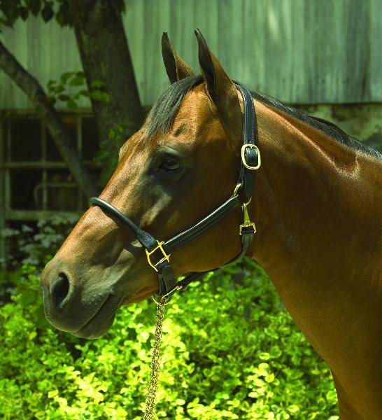 Perris  Rolled Nose 1in Leather Halter