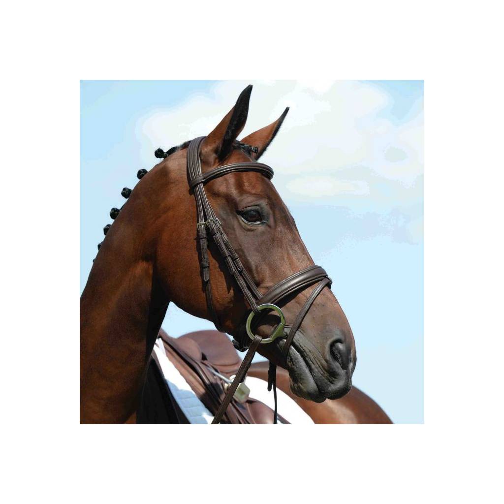 Collegiate Syntovia+ Padded Raised Flash Bridle