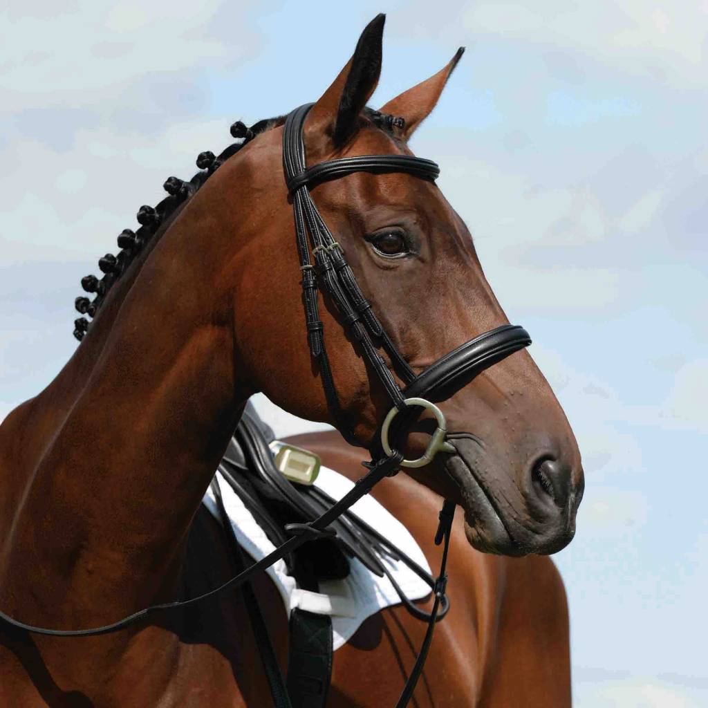 Collegiate Syntovia+ Padded Raised Cavesson Bridle