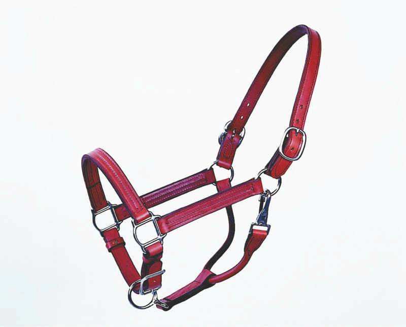 Halter Track Stallion 1 Inch