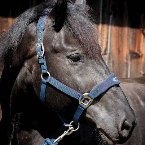 Lami-Cell Fleece Polypropylene Halter