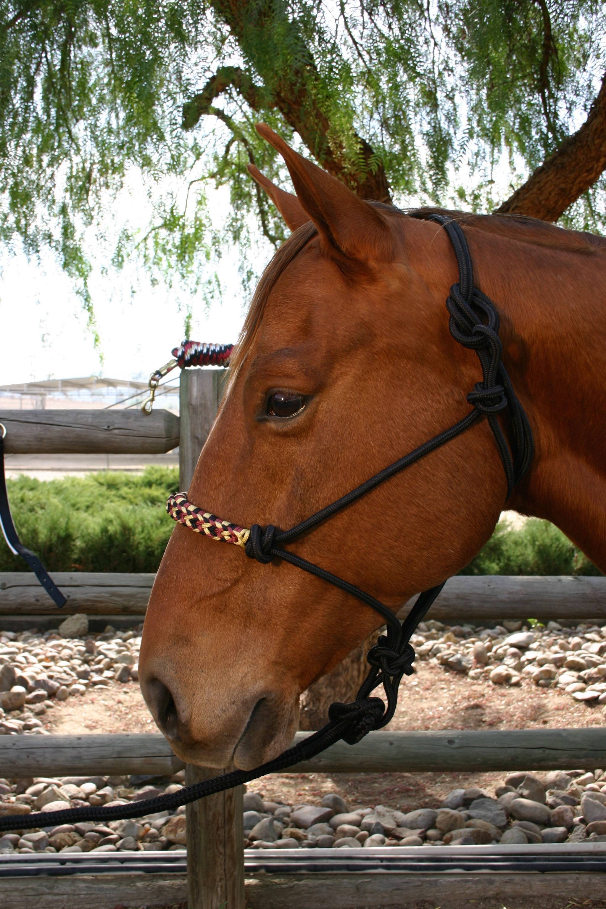 Kensington Rope Halter Set with 12 Cowboy Lead