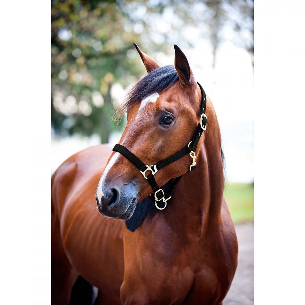 5-595324 Finntack Padded Nylon Halter sku 5-595324