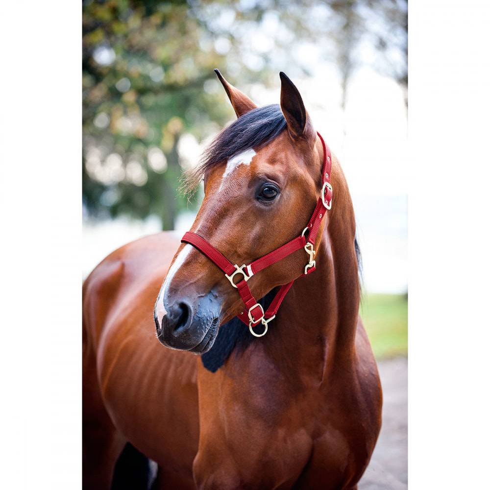 5-536258 Finntack Padded Nylon Halter sku 5-536258