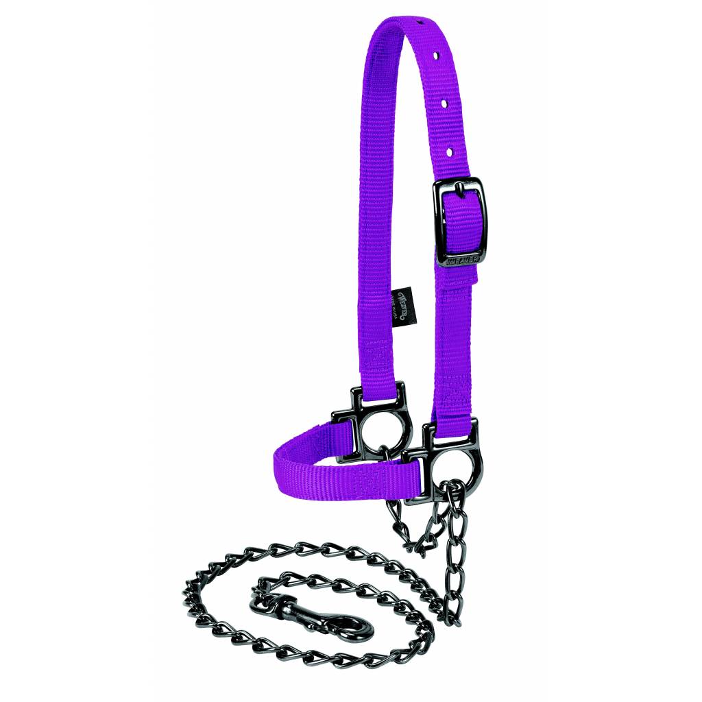 Weaver Nylon Adjustable Sheep Halter with Chain Lead