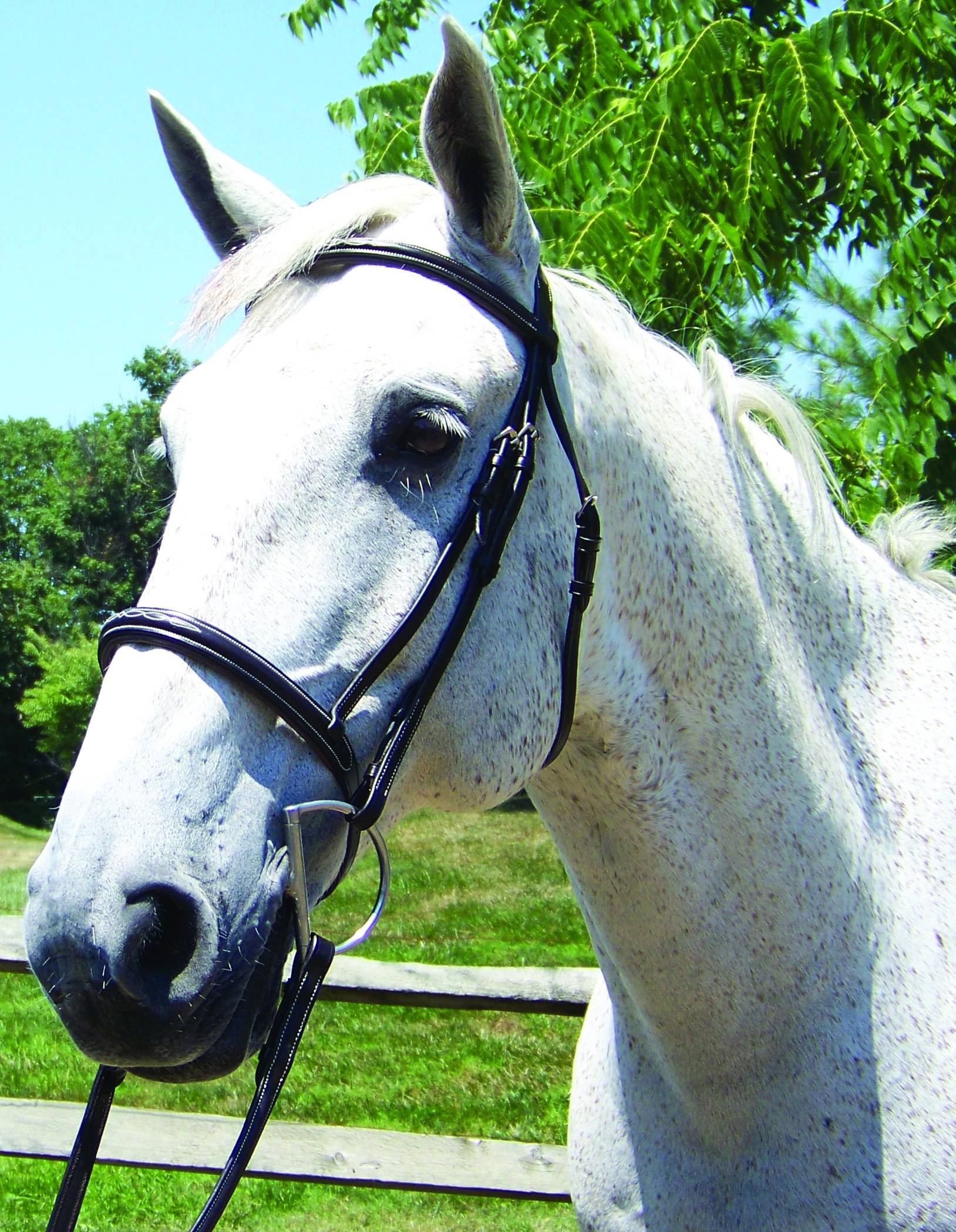 Pro-Trainer Show Bridle