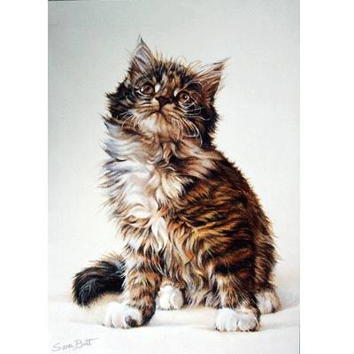 Tabby Kitten Blank Greeting Cards - 6 Pack