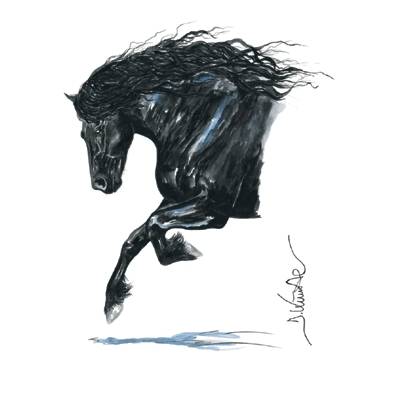 Onyx (Friesian) By: Jan Kunster, Matted