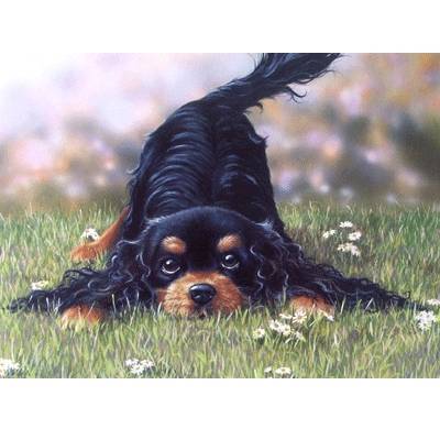 5-581779 Come and Play (Gordon Setter) Blank Greeting Cards sku 5-581779