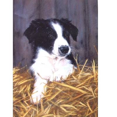 5-581780 Contented (Border Collie) Blank Greeting Cards - 6 sku 5-581780